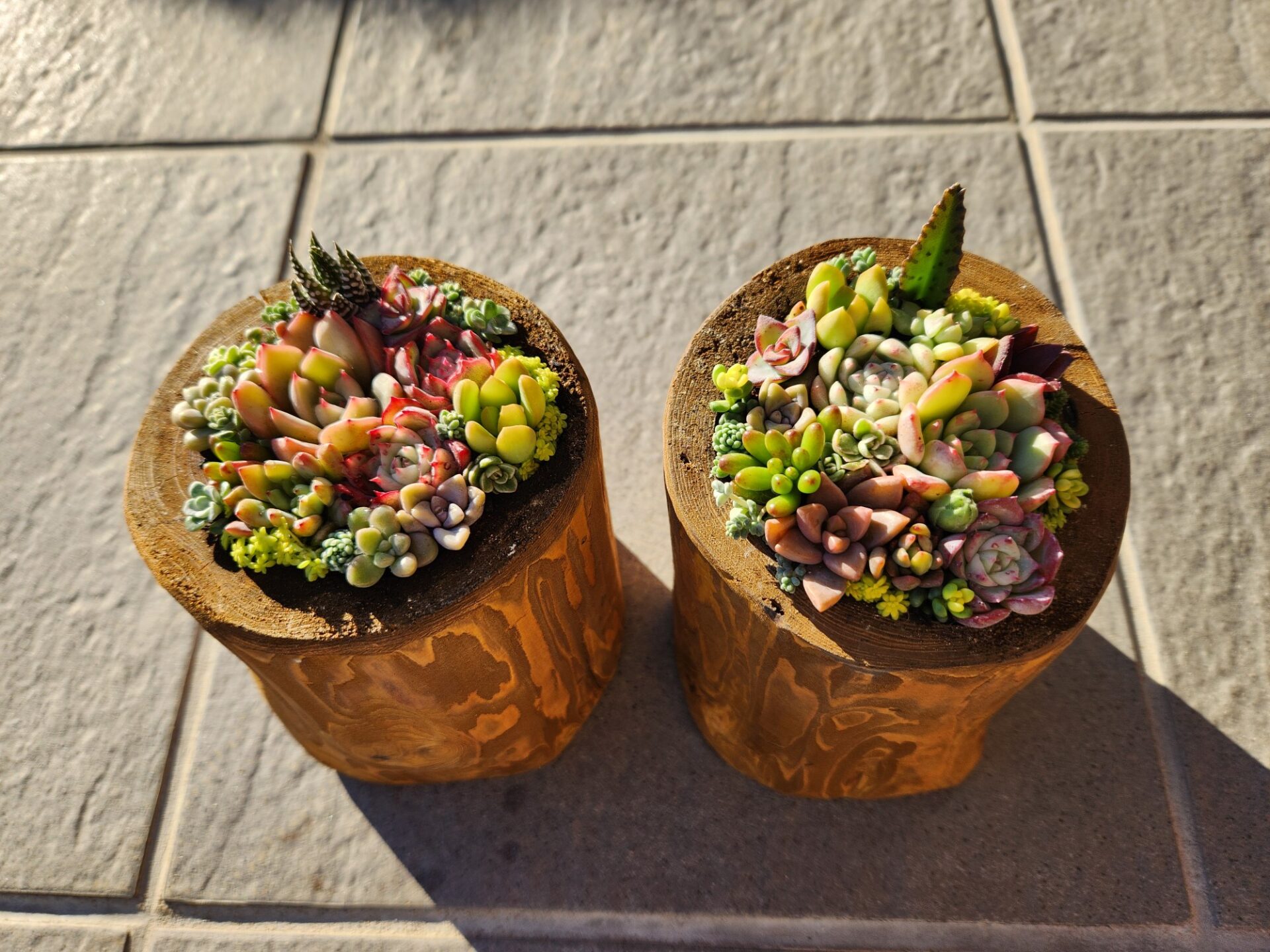 木彫り鉢に多肉植物を植えてみよう！ - 東松山市都市公園施設